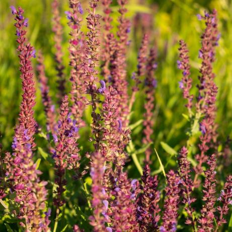hraniční rostlina, kvetoucí šalvěj zahradní, šalvěj kulinářská, šalvěj lékařská pole čerstvých fialových květů růžová letní louka pozadí šalvěj