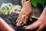 7 tipů pro úspěch v zahradnictví