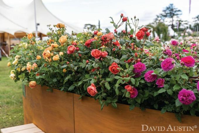 david austin, instalace duhy růží, květinová výstava paláce rhs hampton court, červenec 2021