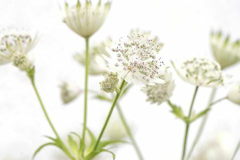Bílé Astrantia hlavní letní květiny 