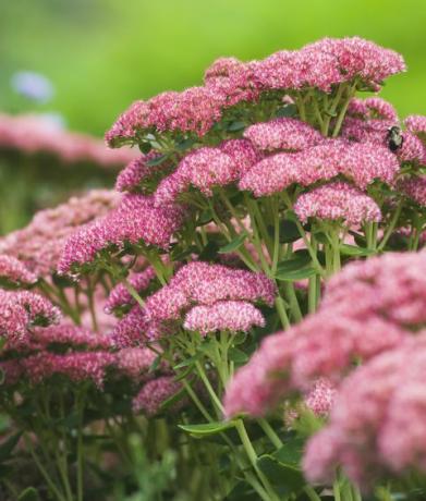 sedum podzimní radost 'herbstfreude'