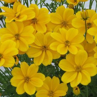 Bidens 'Efraims Gold'