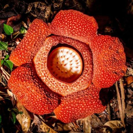 zelená planeta pětidílná rostlinná série Davida Attenborougha na bbc jeden květ parazitické rostliny rafflesia rafflesia keithii