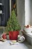 Waitrose prodává Mini Rosemary vánoční stromky k jídlu a zdobení