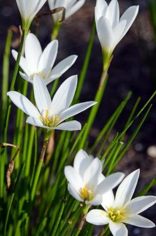 bílé květy v zahradě