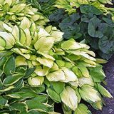 Hosta Bumper Crop Mix