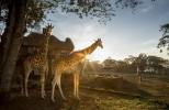 Giraffe Manor je surrealistické místo pro dovolenou vašich snů