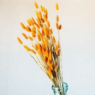 Sušená ocasní tráva oranžového zajíce