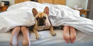Pes v posteli s majiteli