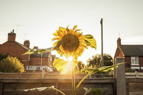 Zahradní slunečnicová zahrada při západu slunce