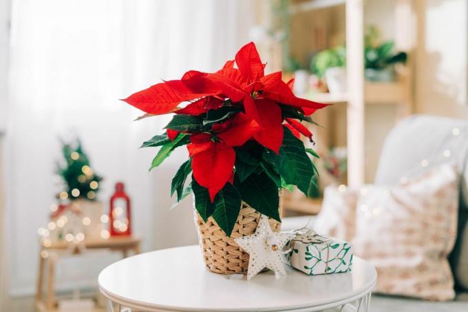 krásná vánoční hvězda v proutěném hrnci, dárky a prostor pro text na rozmazaném pozadí sváteční dekorace tradiční květina vánoční hvězdy