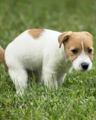 roztomilý jack russell mazlíček psa štěně dělá jeho záchod, pooping v trávě