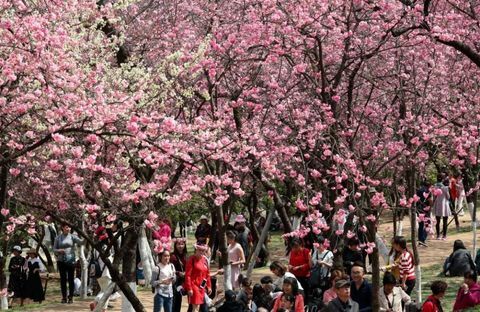 Třešňové květy v Kunming, provincie Yunnan v Číně