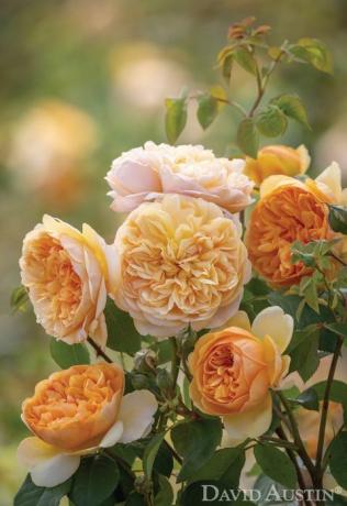 dones mi sunshine rose, david austin roses