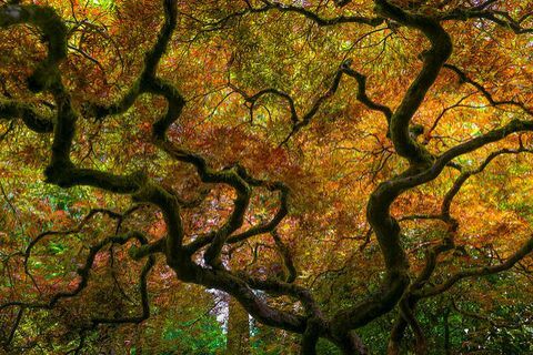 krásný podzim krajiny: japonský zahradní strom, portland, oregon