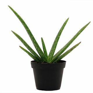 Rostlina aloe vera 