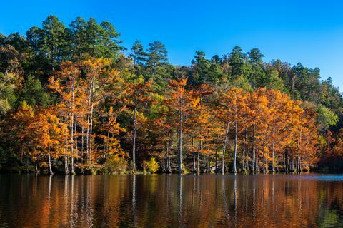 tyto plešaté cypřiše byly vyfotografovány při západu slunce, na podzim, v bobrovém ohybu ve státním parku v Oklahomě na řece Mountain Fork