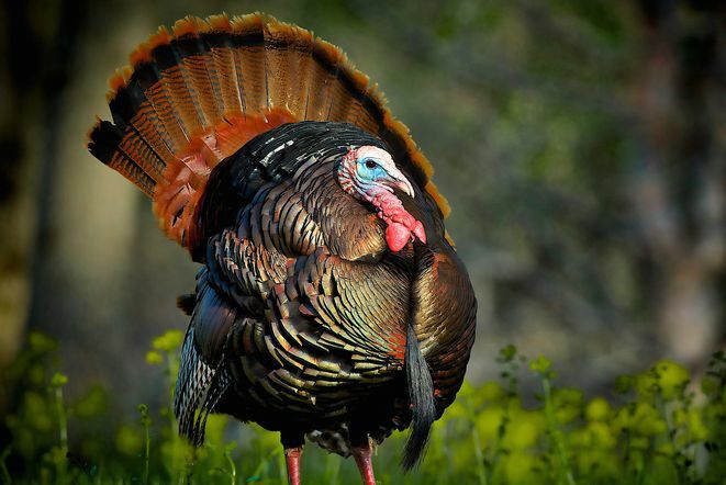 Zábavná fakta o Dni díkůvzdání – Benjamin Franklin Turkey National Bird