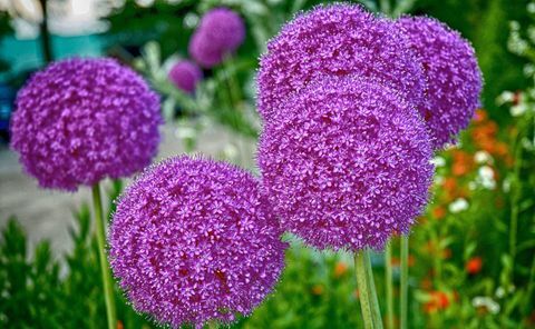 Vysoko fialové allium květiny