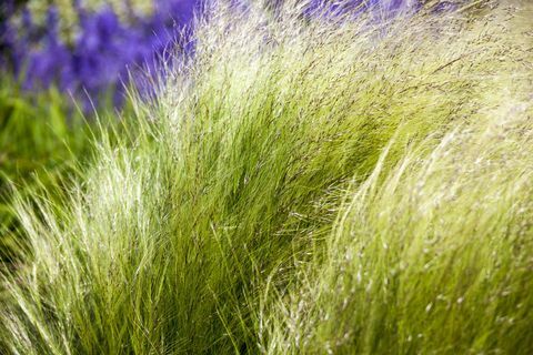 Okrasná tráva Stipa (syn. Nasella) tenuissima