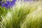 Nejjednodušší trávy rostoucí ve vaší zahradě