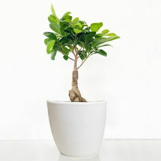 Ficus ženšen Bonsai