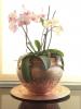 Jak se starat o své orchideje: tipy na údržbu a co dělat