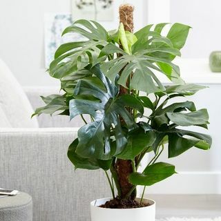 Monstera deliciosa - rostlina švýcarského sýra