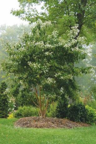 Heptacodium 'Seven Son'