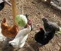 Jak si vyrobit DIY zavěšené zelí pro kuřata