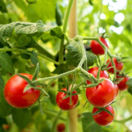 organická rostlina rajčat, červená rajčata