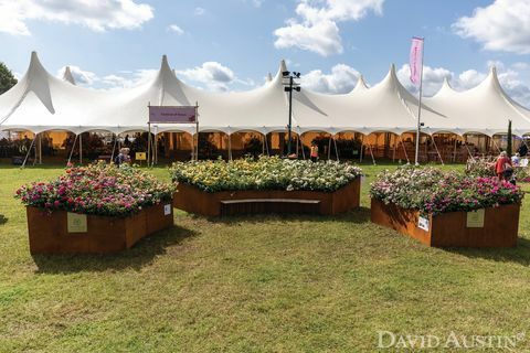 david austin, instalace duhy růží, květinová show rhs hampton court palace palace, červenec 2021