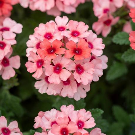 Verbena x 'Showboat Mango Orange'