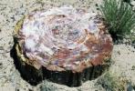 Jídelní stůl Pierre Noire od Bernhardta je starý 100 milionů let