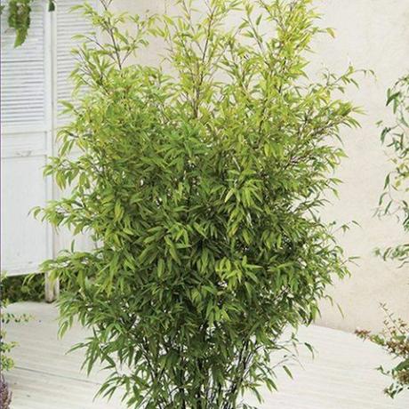 4ft černý bambus | 10L Pot | Phyllostachys nigra