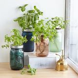 Mason Jar vnitřní bylinková zahrada