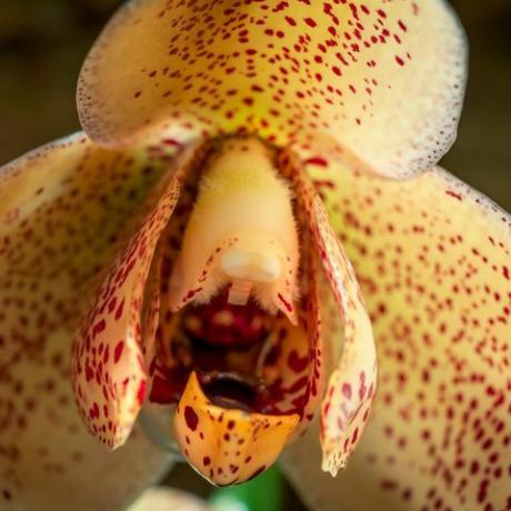 zelená planeta pětidílná rostlinná série Davida Attenborougha na bbc jedna květ orchideje acinetia hrubyana