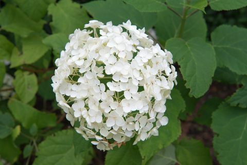 Hydrangea Annabelle