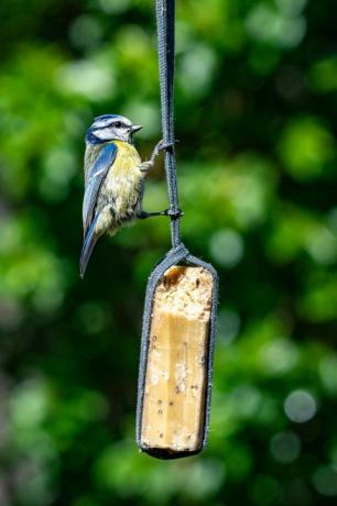 Městská divoká zvěř s bluetitem (cyanistes caeruleus) posazeným a krmícím zahradní krmítko pro ptáky