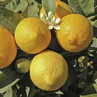 Velký 'Eureka' Lemon Tree