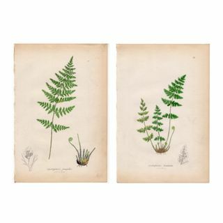 Antique Fern Tisk