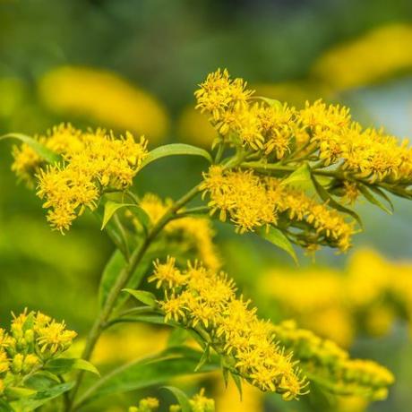 solidago canadensis canadian goldenrod žluté letní květiny léčivá rostlina