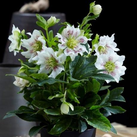 Helleborus orientalis Rostlina Hello Pearl