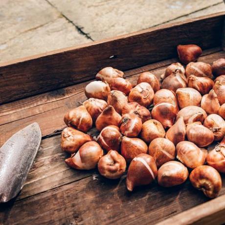 cibule tulipánů v dřevěné krabici, cibule k výsadbě na podzim