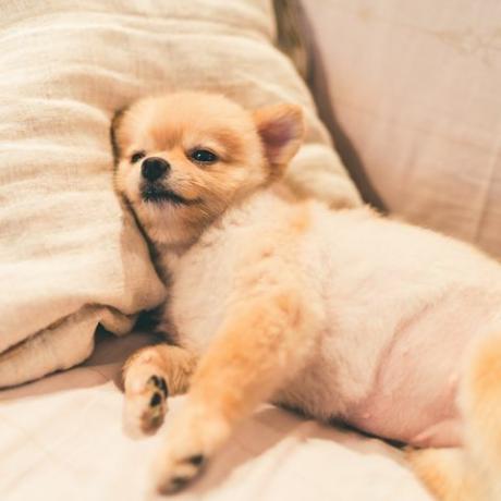 špicl pes spí na polštáři na posteli, s kopií vesmíru