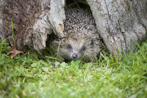 Evropský, ježek, (Erinaceus, europaeus), do, kopyto strom, St, Tiggywinkles, Buckinghamshire, UK