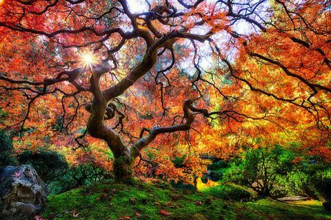 krásný podzim krajiny: japonský zahradní strom, portland, oregon