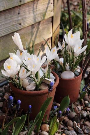 rhs zahrada, wisley, surrey zblízka tulipán tulipán kosmopolitní růžová, jaro, žárovka