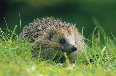 Ježek (Erinaceus europaeus) na zelené trávě ve skotské krajině