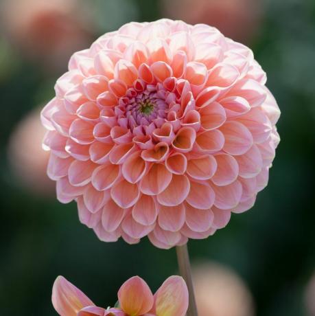 Dahlia 'Linda's Baby'